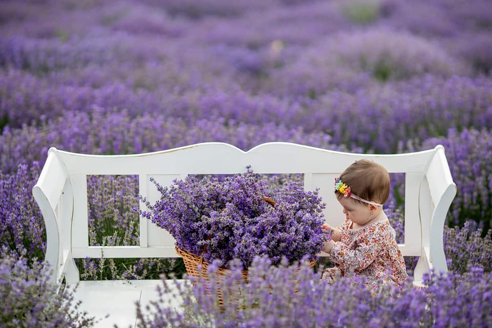 beneficii lavanda ulei esential de lavanda earome